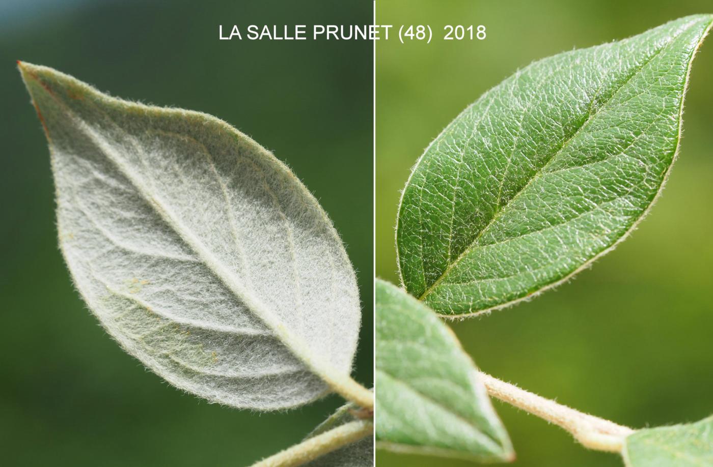 Cotoneaster, Franchet`s leaf